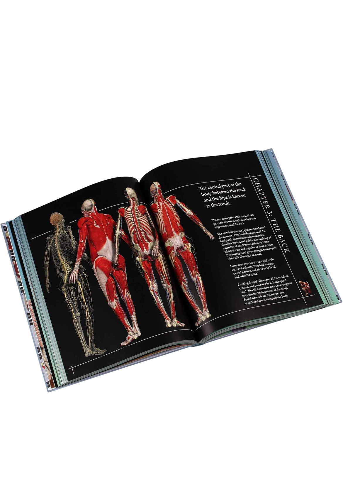 Anatomy 360: The Ultimate Visual Guide to the Human Body Hardcover