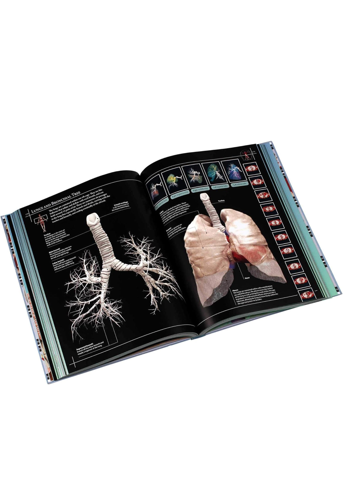 Anatomy 360: The Ultimate Visual Guide to the Human Body Hardcover